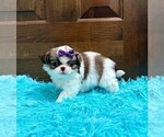 Small #5 Japanese Chin