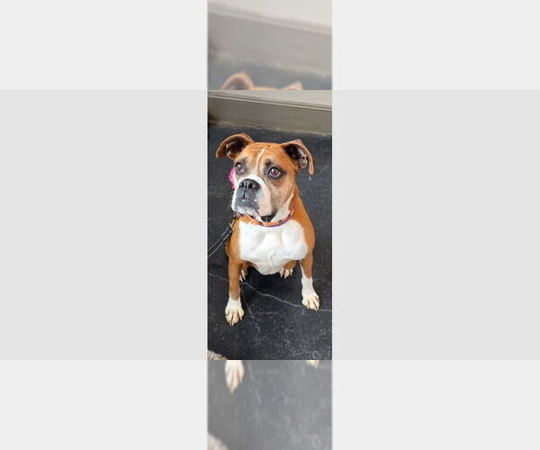 Medium Photo #14 Boxer Puppy For Sale in Austin, TX, USA