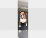 Small #13 Boxer