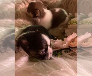 Chihuahua Puppy for sale in ANNANDALE, VA, USA