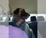 Small #3 Leonberger Mix