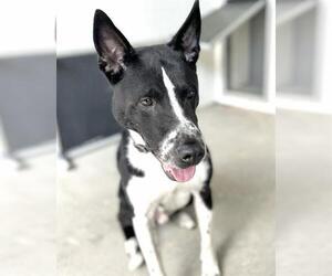 Labrador Retriever-Unknown Mix Dogs for adoption in Houston, TX, USA