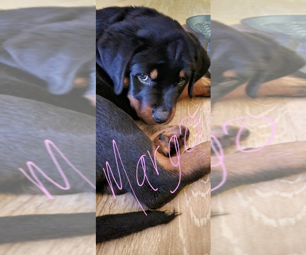Medium Photo #1 Rottweiler Puppy For Sale in GENEVA, NY, USA