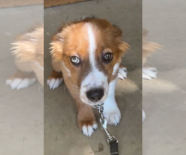 Medium Photo #4 Australian Shepherd-Spaniel Mix Puppy For Sale in Euless, TX, USA