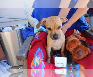 Chiweenie Dogs for adoption in Imperial Beach, CA, USA