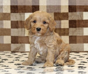 Bernedoodle (Miniature)-Cavapoo (Miniature) Mix Puppy for sale in DENVER, PA, USA