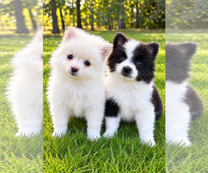Pomeranian Puppy for sale in FAIR HAVEN, MI, USA