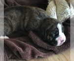 Small Photo #2 Boxer Puppy For Sale in VERMONTVILLE, MI, USA