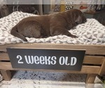 Small Photo #11 Labrador Retriever Puppy For Sale in KATHLEEN, GA, USA