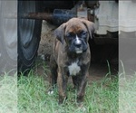 Puppy Puppy 3 Boxer