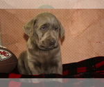 Small Photo #1 Labrador Retriever Puppy For Sale in LUDLOW, MO, USA