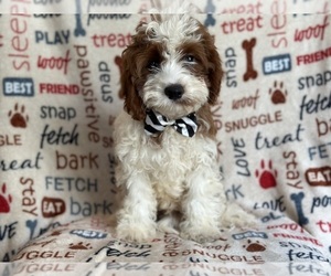 Cavapoo Puppy for sale in LAKELAND, FL, USA