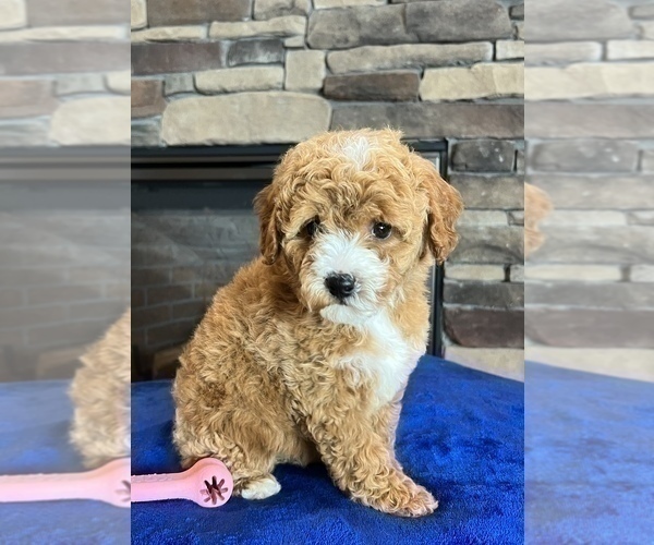 Medium Photo #3 Goldendoodle (Miniature) Puppy For Sale in NOBLESVILLE, IN, USA