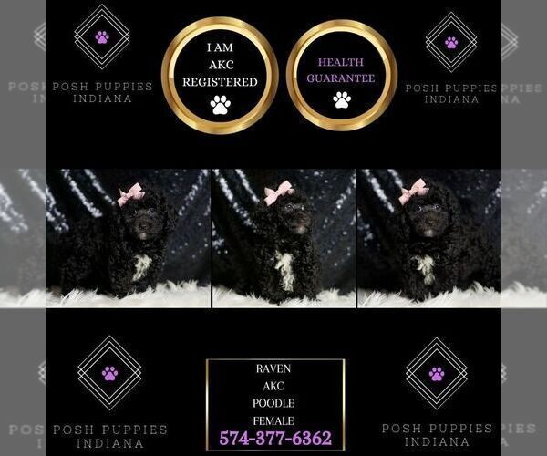 Medium Photo #6 Poodle (Toy) Puppy For Sale in WARSAW, IN, USA