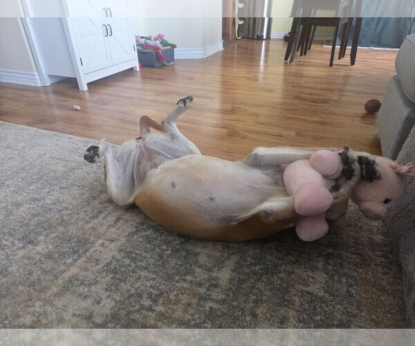 Medium Photo #4 Mutt Puppy For Sale in Sandy, UT, USA