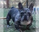 Small Photo #1 American Staffordshire Terrier-French Bulldog Mix Puppy For Sale in CARTHAGE, TX, USA