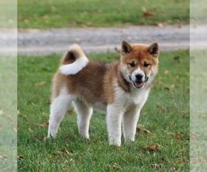 Shiba Inu Puppy for sale in GREENCASTLE, PA, USA