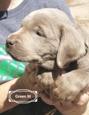 Labrador Retriever Puppy for sale in PEARSALL, TX, USA