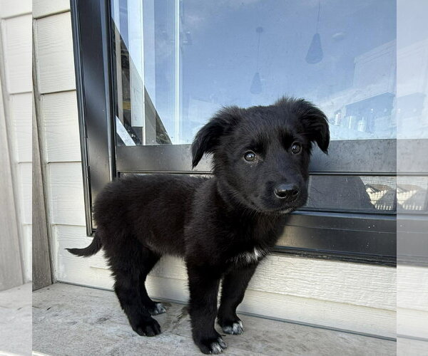 Medium Photo #5 German Shepherd Dog-Unknown Mix Puppy For Sale in Gretna, NE, USA