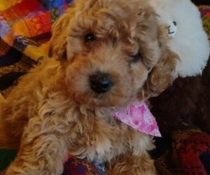 Cavachon-Cavapoo Mix Puppy for sale in FREWSBURG, NY, USA