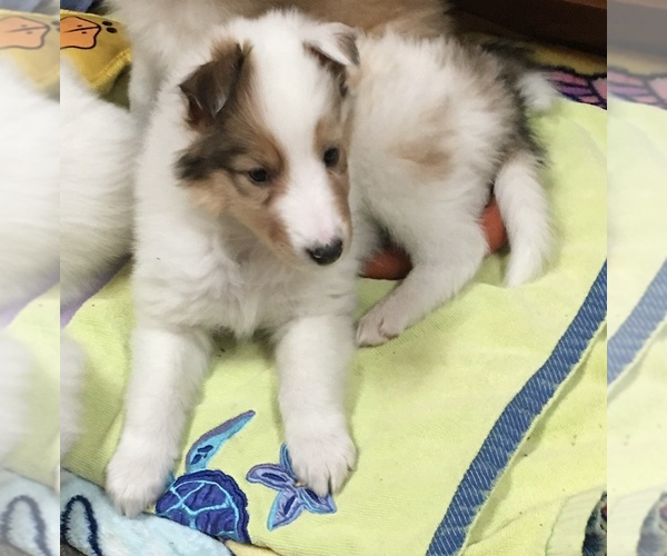 Medium Photo #8 Collie Puppy For Sale in BRANCH, MN, USA