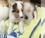 Small Photo #8 Collie Puppy For Sale in BRANCH, MN, USA