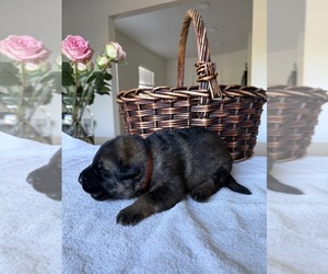 Medium German Shepherd Dog