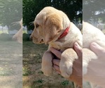Small #10 Labrador Retriever