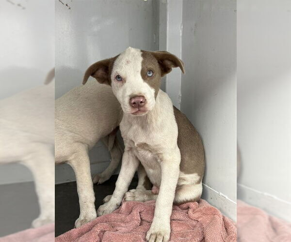 Medium Photo #1 Mutt Puppy For Sale in Stockton, CA, USA