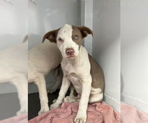 Mutt Dogs for adoption in Stockton, CA, USA