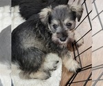 Small #3 Schnauzer (Miniature)