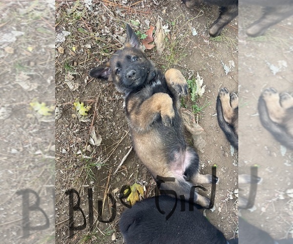 Medium Photo #3 German Shepherd Dog Puppy For Sale in HUNTLAND, TN, USA