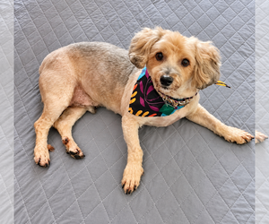 Poodle (Miniature)-Unknown Mix Dogs for adoption in Clarkston, MI, USA