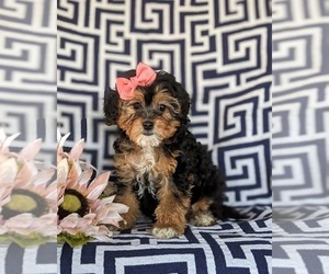 Poodle (Miniature)-Shorkie Tzu Mix Puppy for sale in KIRKWOOD, PA, USA