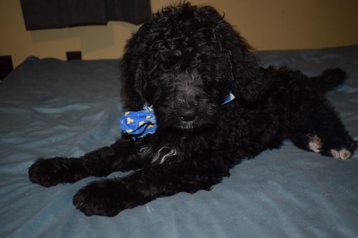 Medium Photo #1 Bernedoodle Puppy For Sale in WINTER, WI, USA
