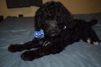 Small Photo #1 Bernedoodle Puppy For Sale in WINTER, WI, USA