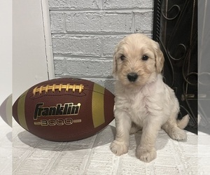 Goldendoodle Puppy for sale in KNOXVILLE, TN, USA
