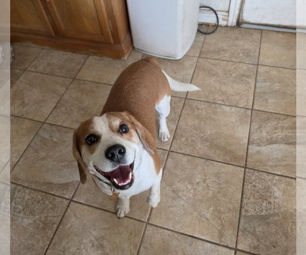Medium Photo #6 Beagle Puppy For Sale in Las Vegas, NV, USA