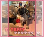 Small Photo #5 Mastiff Puppy For Sale in MIDDLETOWN, DE, USA