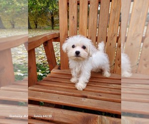 Maltese Puppy for sale in BELDING, MI, USA