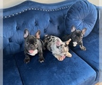 Small Photo #39 French Bulldog Puppy For Sale in CARY, NC, USA