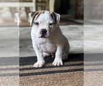 Small #2 American Bulldog