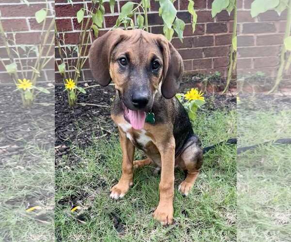 Medium Photo #6 Mutt Puppy For Sale in Greenville, SC, USA