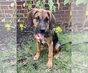 Timmy - Male Mutt Dog for Adoption - Photo #6