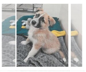 Huskies -Unknown Mix Dogs for adoption in Tracy, CA, USA