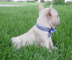 Small Photo #6 French Bulldog Puppy For Sale in HOBART, IN, USA