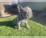 Small #2 French Bulldog