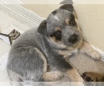 Puppy 2 Australian Cattle Dog