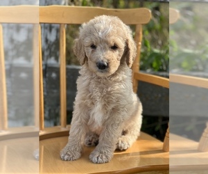 Goldendoodle Puppy for sale in MARYVILLE, MO, USA