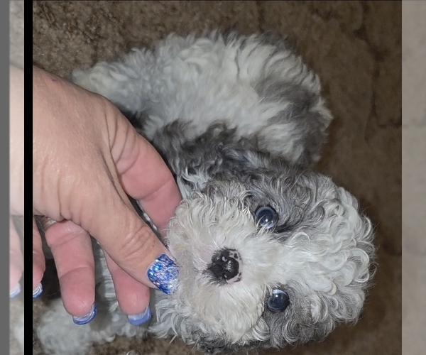 Medium Photo #17 Poodle (Toy) Puppy For Sale in DYERSBURG, TN, USA